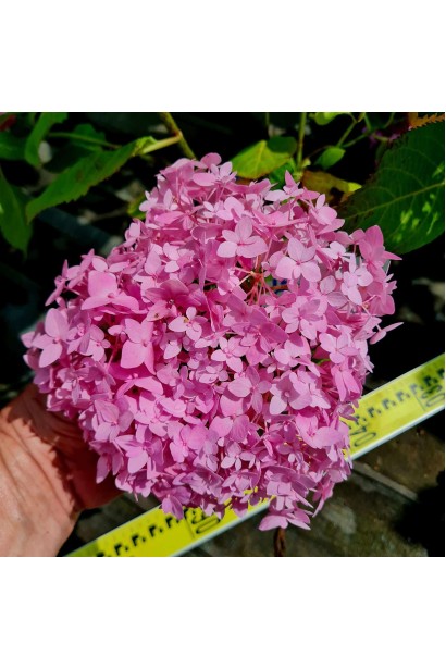 Гортензія садова Ендлесс Саммер Оріджинал - 5л/вис.50-60см/Ø40-50см